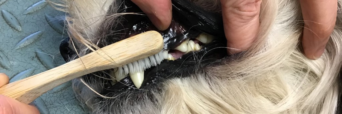 filova tanden hond