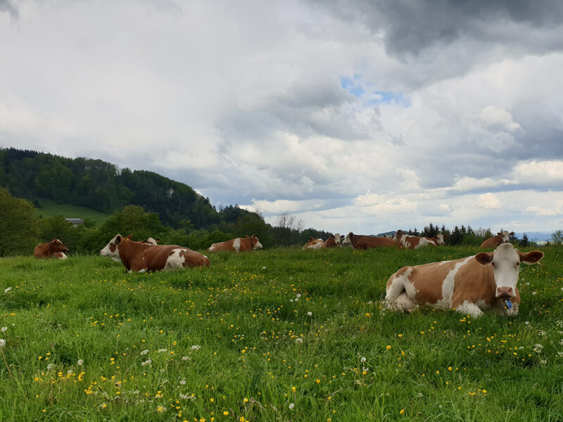 filova koeien vrij wei