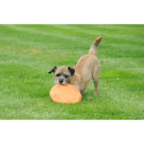 Filova ecologisch speelgoed voor de hond Beco Flyer frisbee