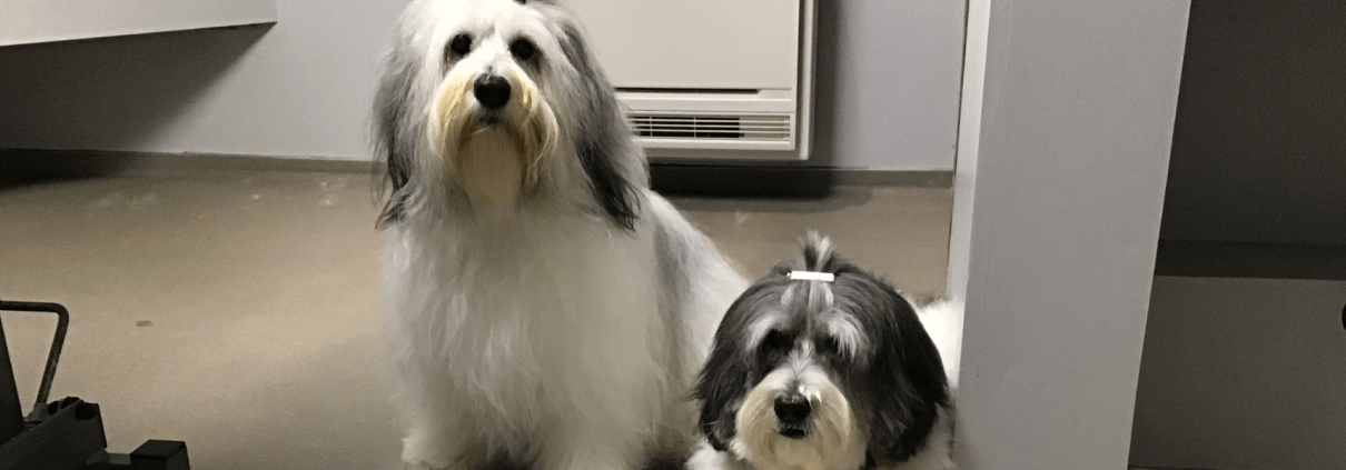Filova professioneel vachtadvies voor jouw hond