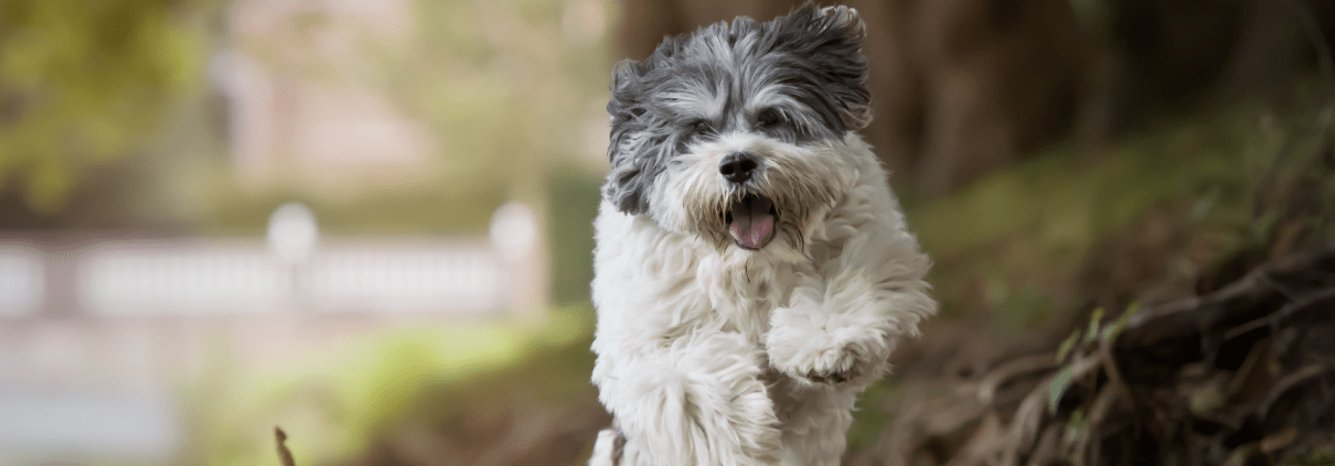 Filova hondenspeciaalzaak 5 tips voor een ecologische levensstijl met jouw huisdier