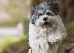 Filova hondenspeciaalzaak 5 tips voor een ecologische levensstijl met jouw huisdier