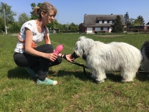 Filova op stap: een gezonde wandeling met jouw hond