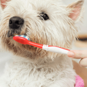 Filova voedingsadvies tanden poetsen bij honden