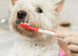 Filova voedingsadvies tanden poetsen bij honden