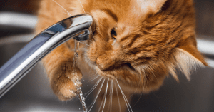 Filova ecologische tips - katten en hun drinkgedrag