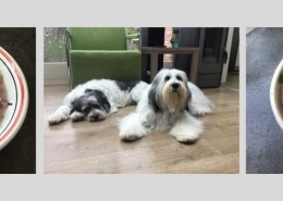 Filova voedingsadvies honden - Vegetarisch koken voor de hond
