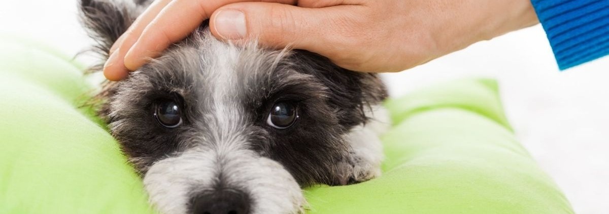 Symptomen maagproblemen bij je hond - Filova voedingsadvies voor honden