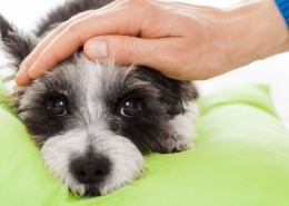 Symptomen maagproblemen bij je hond - Filova voedingsadvies voor honden