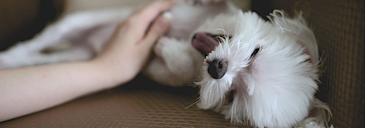begrijp de dunne darm van je hond - Filova voor dier en milieu
