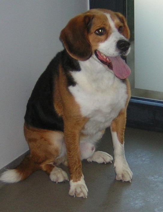 beagle - korthaar