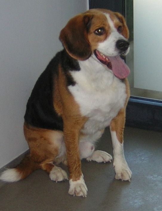 beagle – korthaar beagle - korthaar