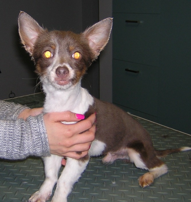 Charlie – chihuahua – korthaar Charlie - chihuahua - korthaar