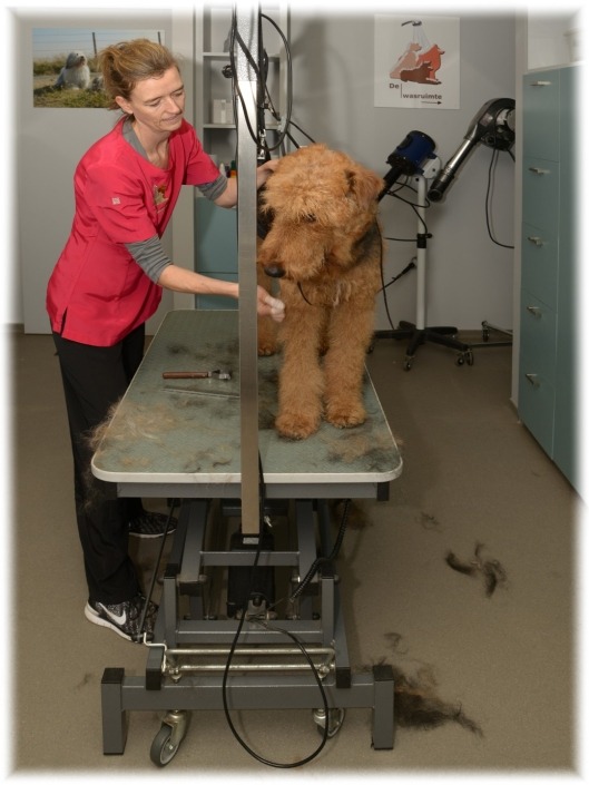 Bingley – airedale terriër – ruwhaar Bingley - airedale terriër - ruwhaar