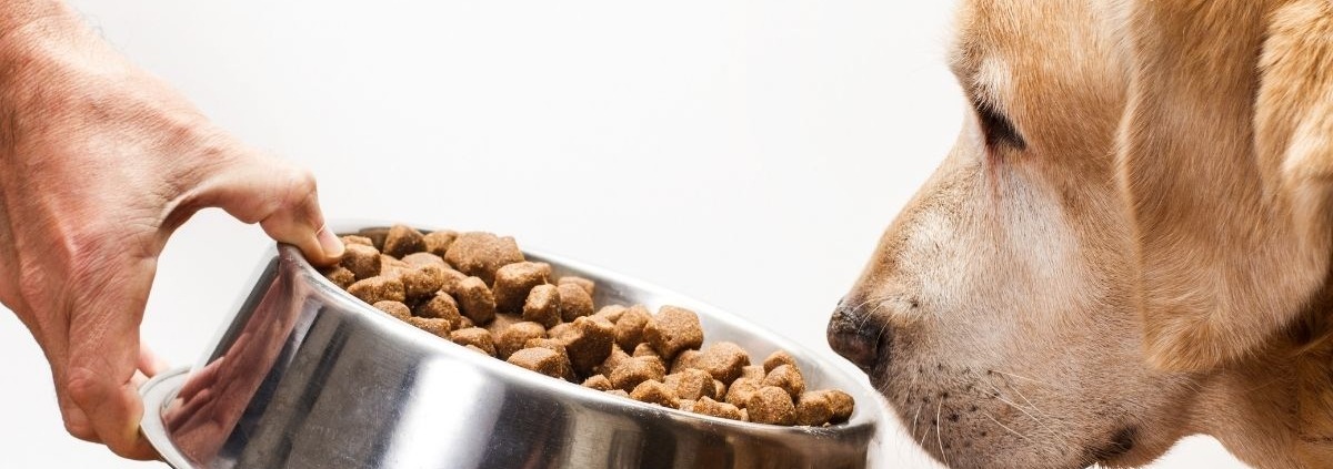 Waarom is je hond een moeilijke eter?