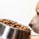Waarom is je hond een moeilijke eter?