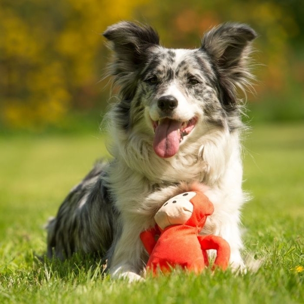 Beco Plush Toy met hond