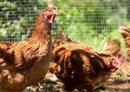 Hoe zorg je voor sterkere eieren van je kippen? | Filova en gezonde kippen