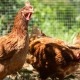 Hoe zorg je voor sterkere eieren van je kippen? | Filova en gezonde kippen