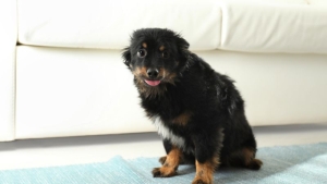 Stress bij honden
