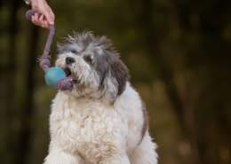 Leer je hond wat de spelregels zijn bij een trekspel Filova ecoshop