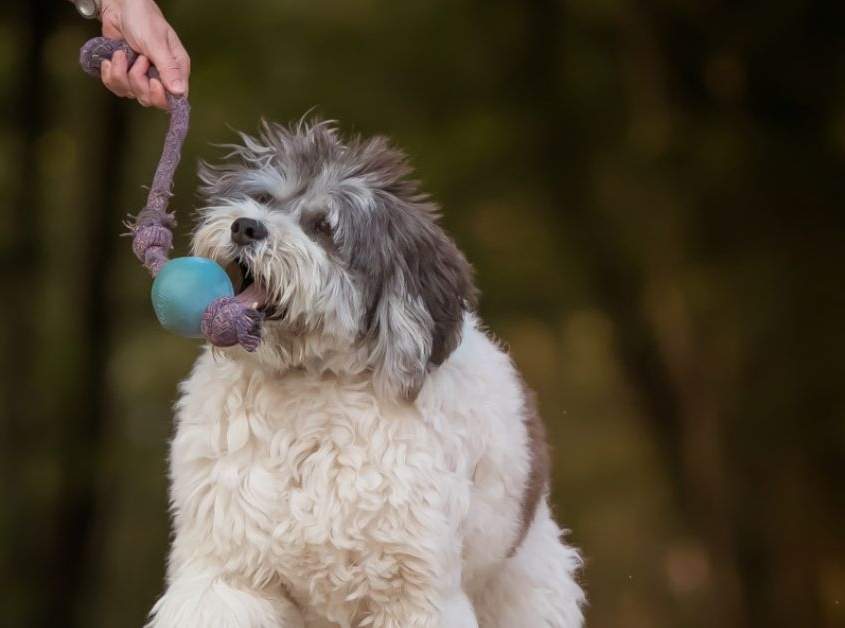 Leer je hond wat de spelregels zijn bij een trekspel Filova ecoshop