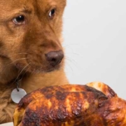 Waarom dikwijls kip in biovoeding voor honden | Filova voedingsadvies