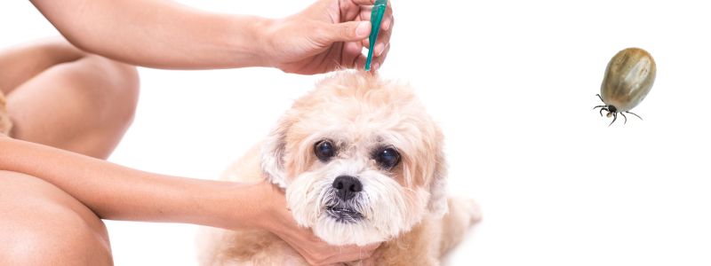 Bescherm je hond tegen teken en vlooien