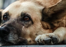 Artrose bij honden