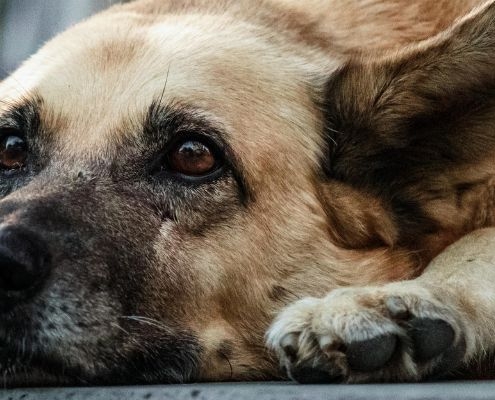 Artrose bij honden