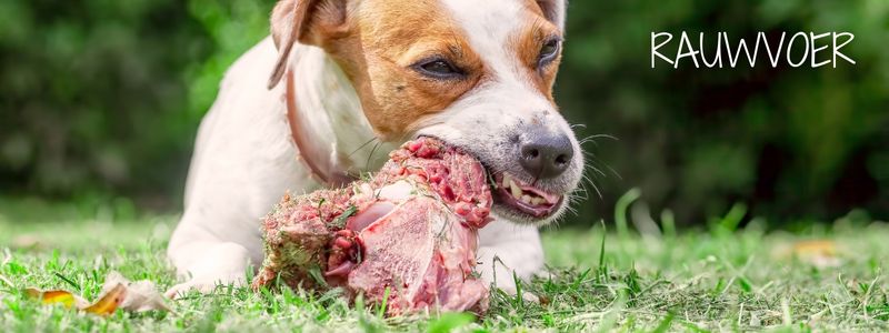 Rauwvoer voor honden