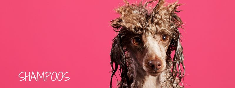 Hondenshampoos
