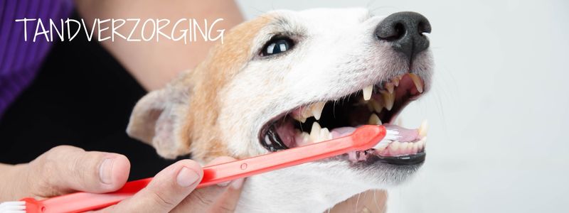 Honden tandverzorging