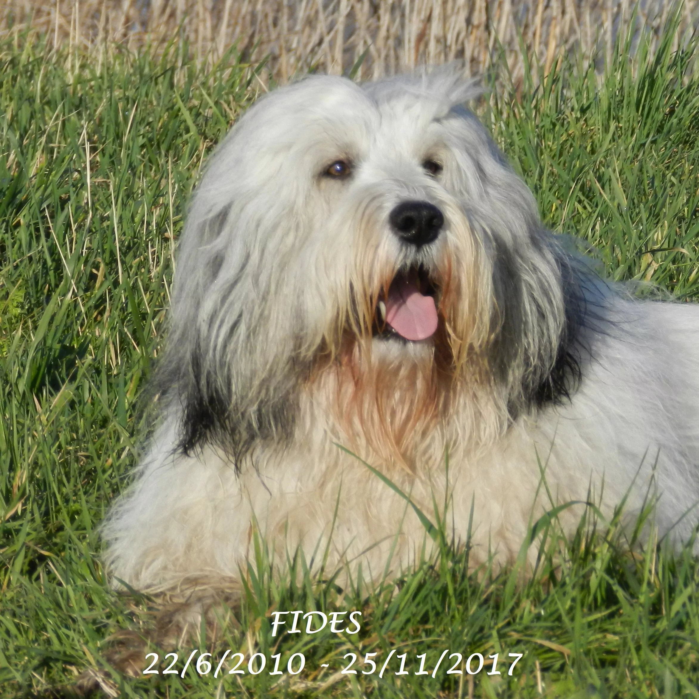 Fides_filova Fides filova