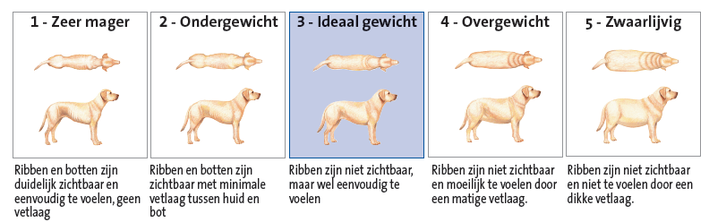 filova gewicht honden