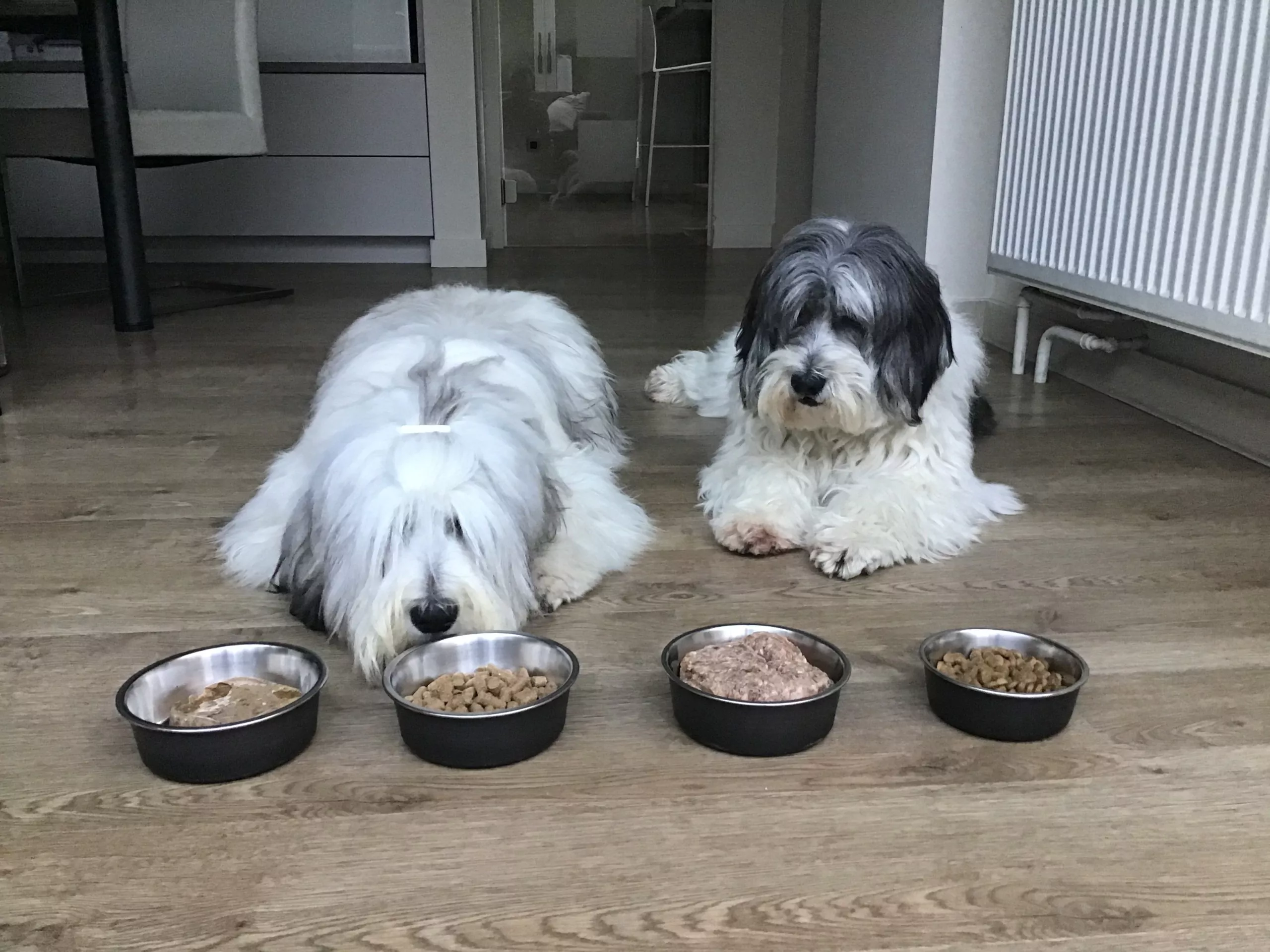 voedingsadvies-honden-fides-lova voedingsadvies honden fides lova