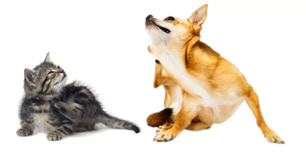 vlooien-teken-honden-katten vlooien teken honden katten