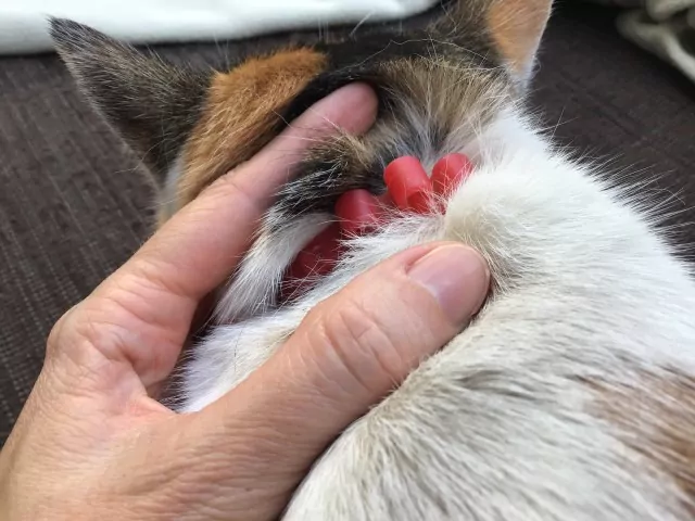 Filova verzorging katten Kattenbandjes Biospotix