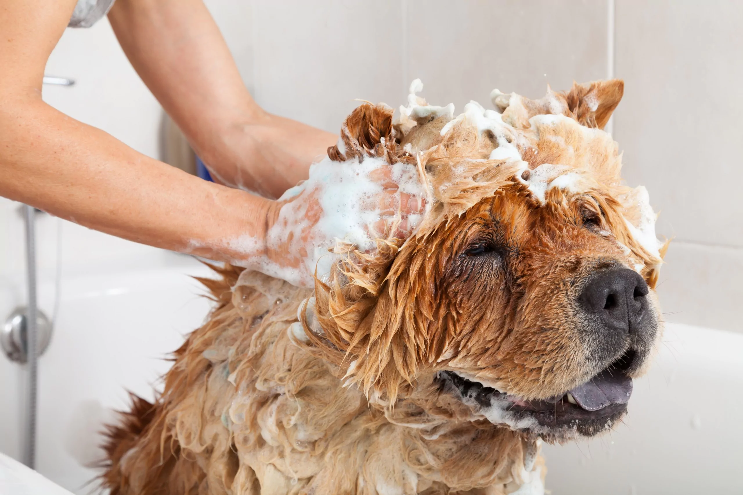 Filova honden wassen zero waste met Savonke dogshampoo