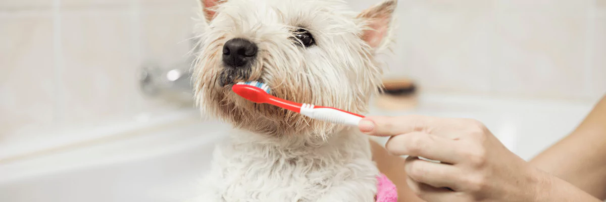 Filova voedingsadvies tanden poetsen bij honden
