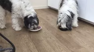 Lova en Siel eten 1 dag_week vegetarisch