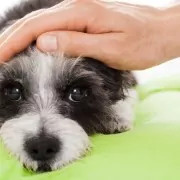 Symptomen maagproblemen bij je hond - Filova voedingsadvies voor honden