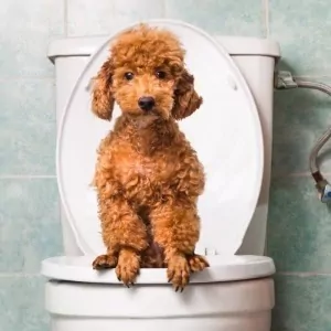 Een gezonde dunne darm van de hond