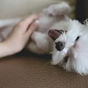 begrijp de dunne darm van je hond - Filova voor dier en milieu