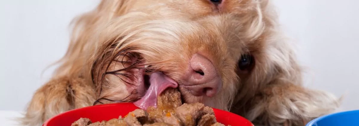 Biologische dierenvoeding Filova - ecologisch dierenspeciaalzaak