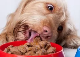 Biologische dierenvoeding Filova - ecologisch dierenspeciaalzaak