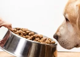 Waarom is je hond een moeilijke eter?