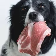 Diepvries versvoer | Filova gezonde honden