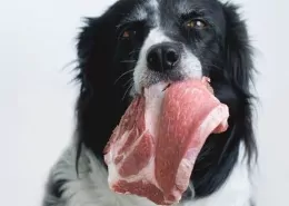 Diepvries versvoer | Filova gezonde honden