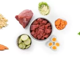 Een goed voedingspatroon voor je hond | Filova voedingsadvies